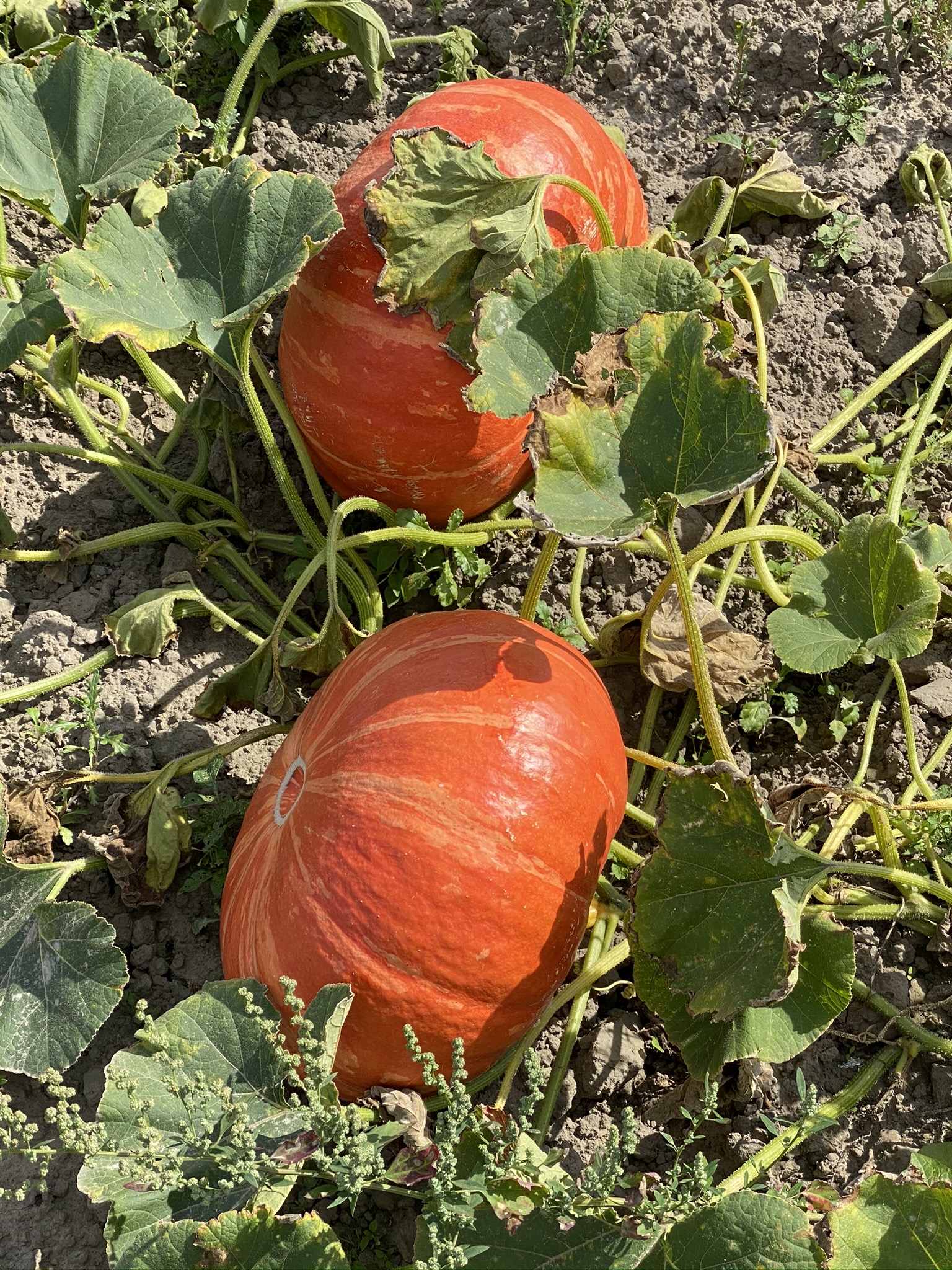 pompoenenrood